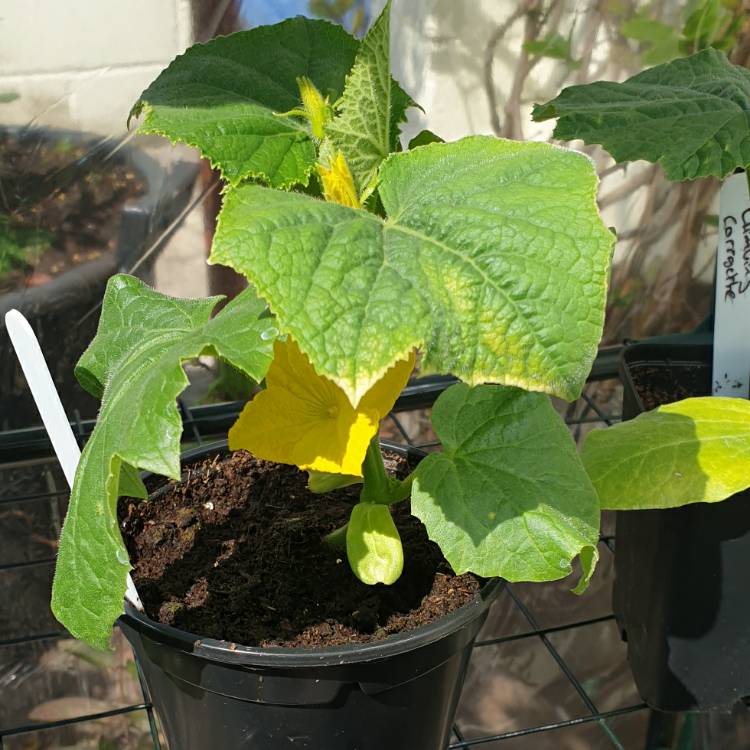 plant image 1288252