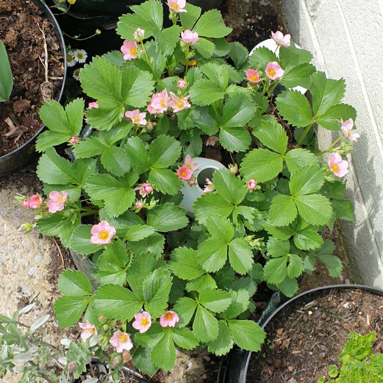 plant image 1288846 plant image 1288846