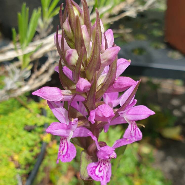 plant image 1306650 plant image 1306650