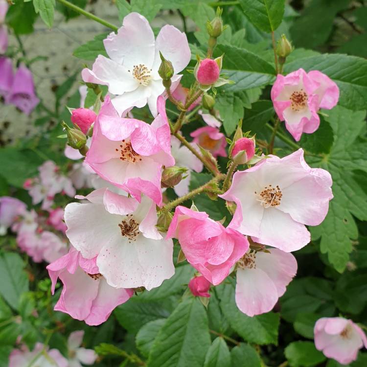plant image 1327572 plant image 1327572