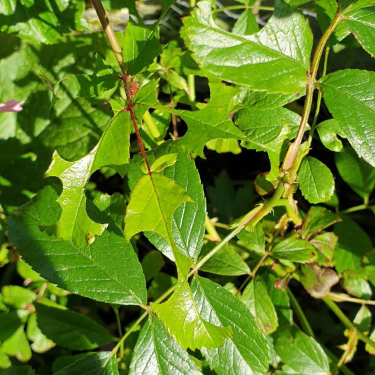 plant image 1339536 plant image 1339536