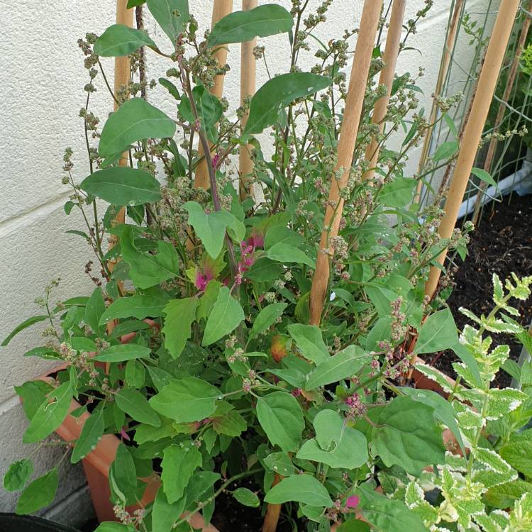Plant image Chenopodium giganteum