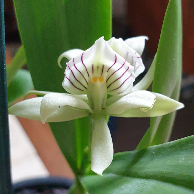 plant image 1343142