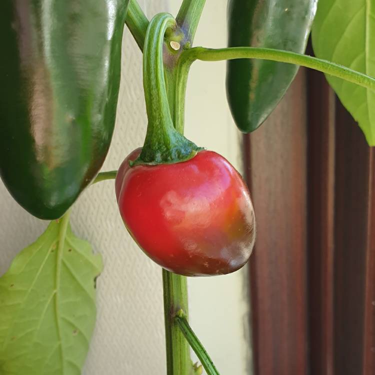 plant image 1404117 plant image 1404117