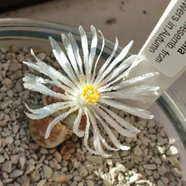 Lithops Karasmontana Bella