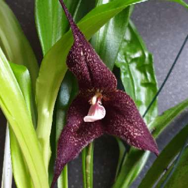 Dracula Roezlii 