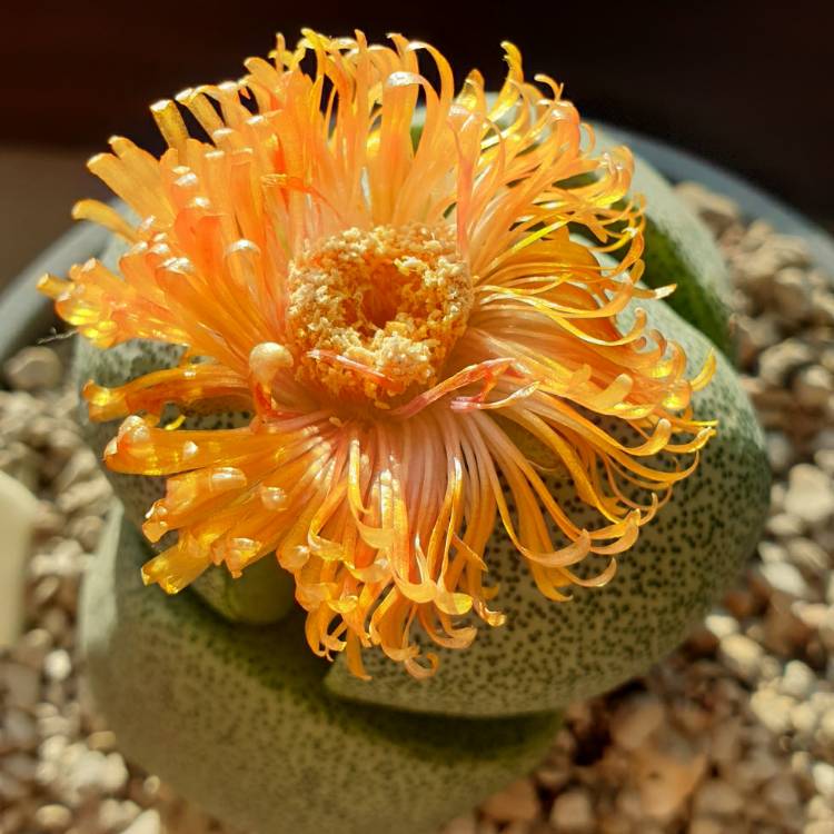 plant image 1421569 plant image 1421569