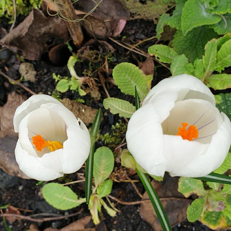 plant image 1443711 plant image 1443711