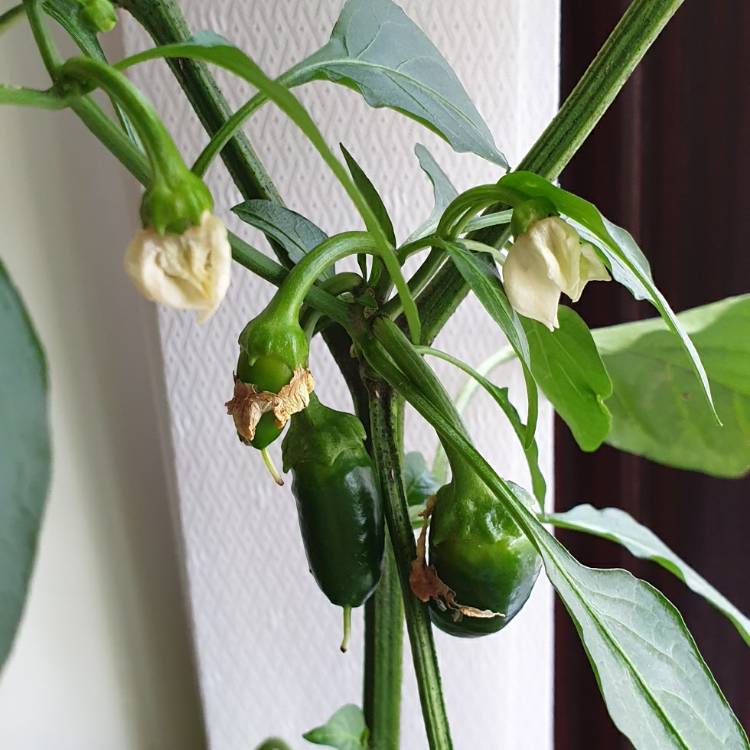 plant image 1452625 plant image 1452625