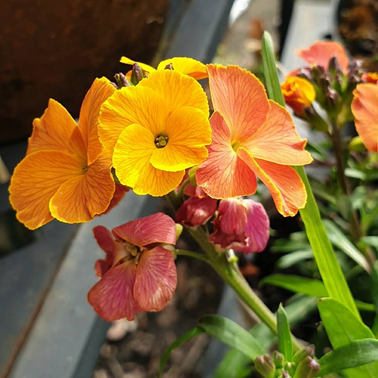 Plant image Erysimum 'Winter Party'