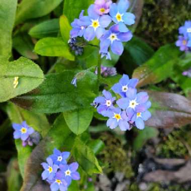 Myosotis sylvatica