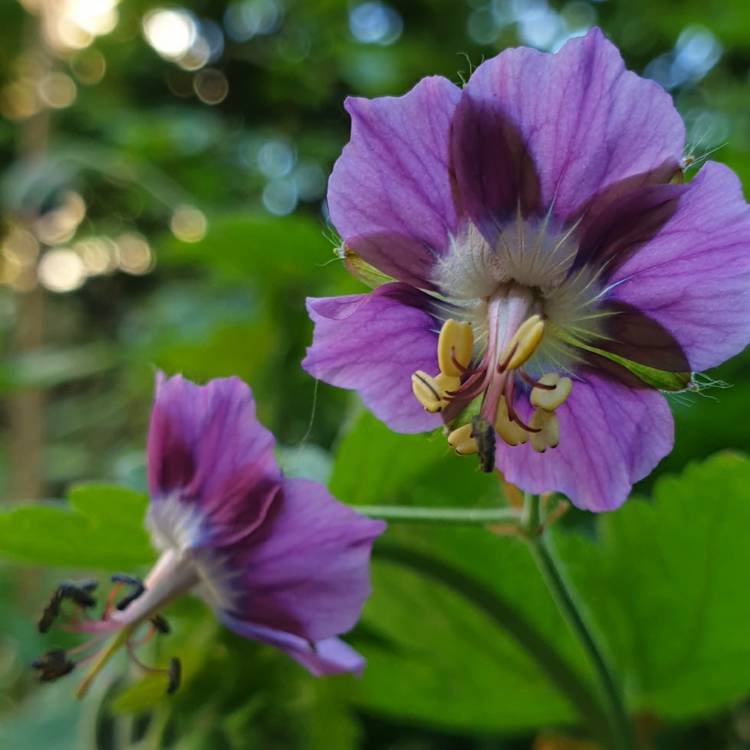 plant image 1470393 plant image 1470393