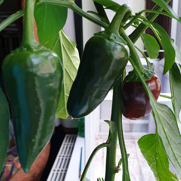 Plant image Capsicum annuum