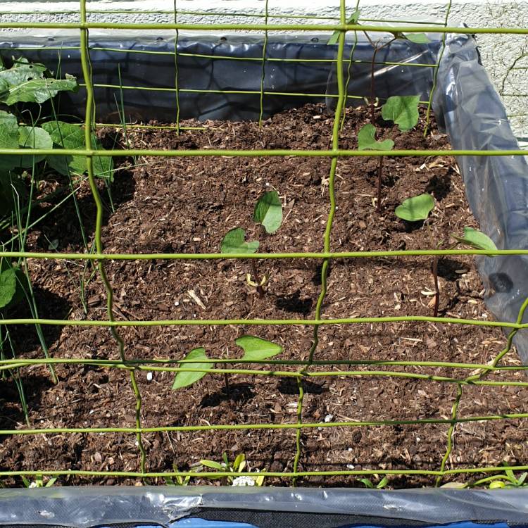 Plant image Phaseolus Vulgaris 'Purple Queen'