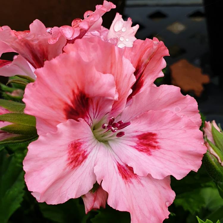 plant image 1491331 plant image 1491331
