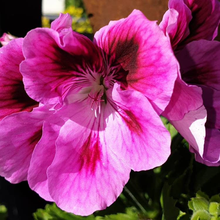 Plant image Pelargonium x domesticum