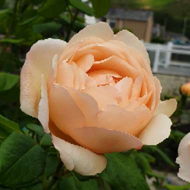 Rosa 'Wollerton Old Hall'