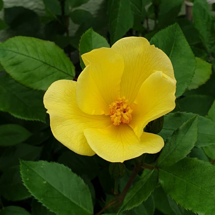 Plant image Rosa 'Auscartoon' syn. Rosa 'Tottering-By-Gently'