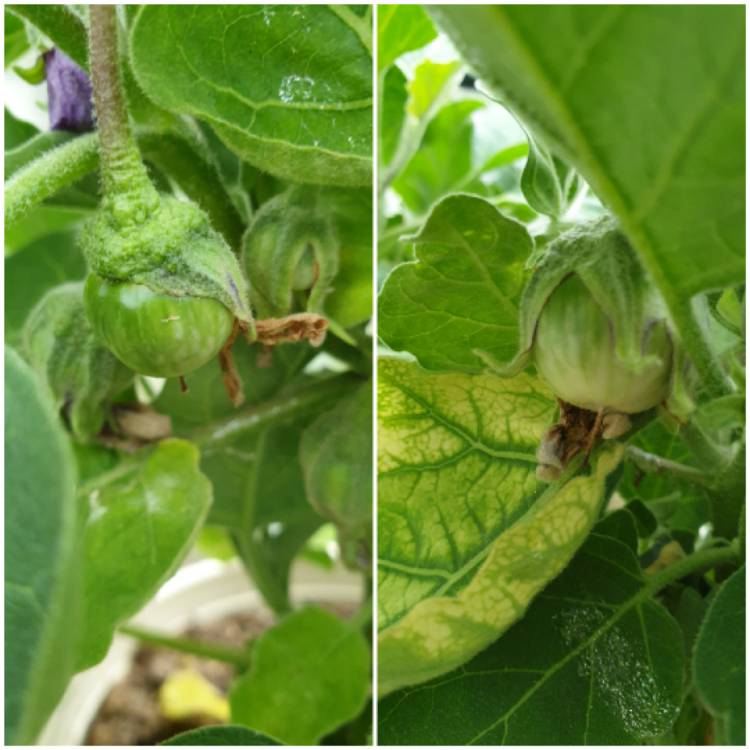 plant image 1502747