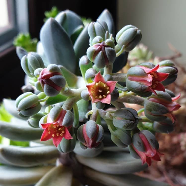 Plant image xSedeveria Blue Mist