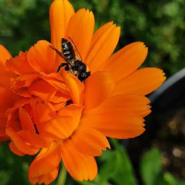 Calendula 'officinalis'