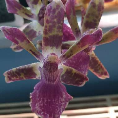 Zygopetalum 'Blue Angel'