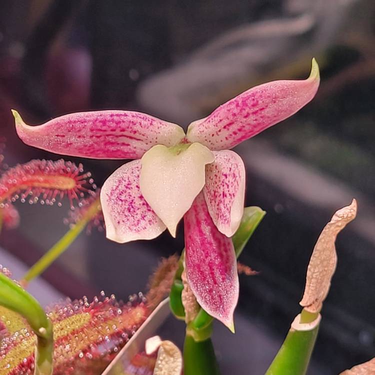 Plant image Prosthechea garciana