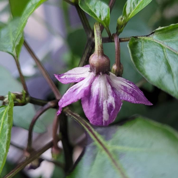 plant image 1552132