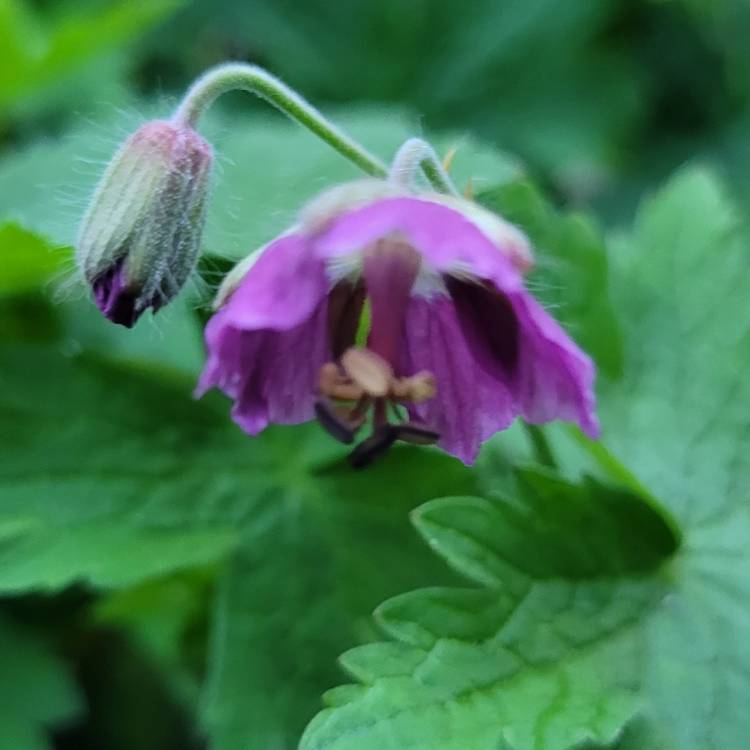 plant image 1577511 plant image 1577511
