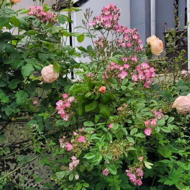 Rosa 'Ballerina'