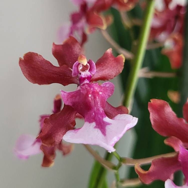 Plant image Oncidium Sharry Baby 'Sweet Fragrance'