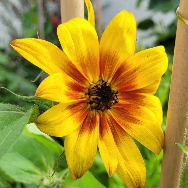 plant image 1605802