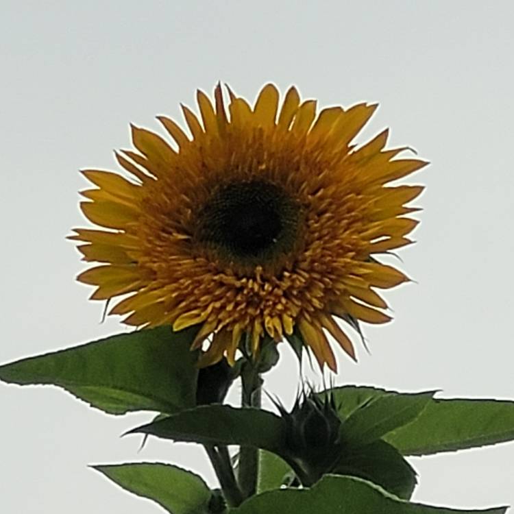 Plant image Helianthus annuus 'Russian Giant'