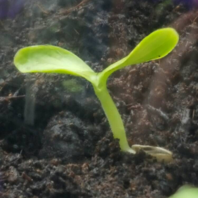 plant image 328499