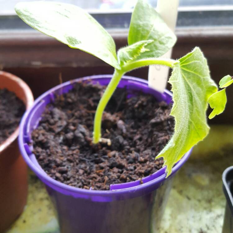 plant image 348974