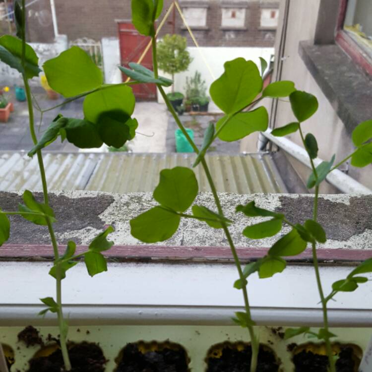 plant image 349077