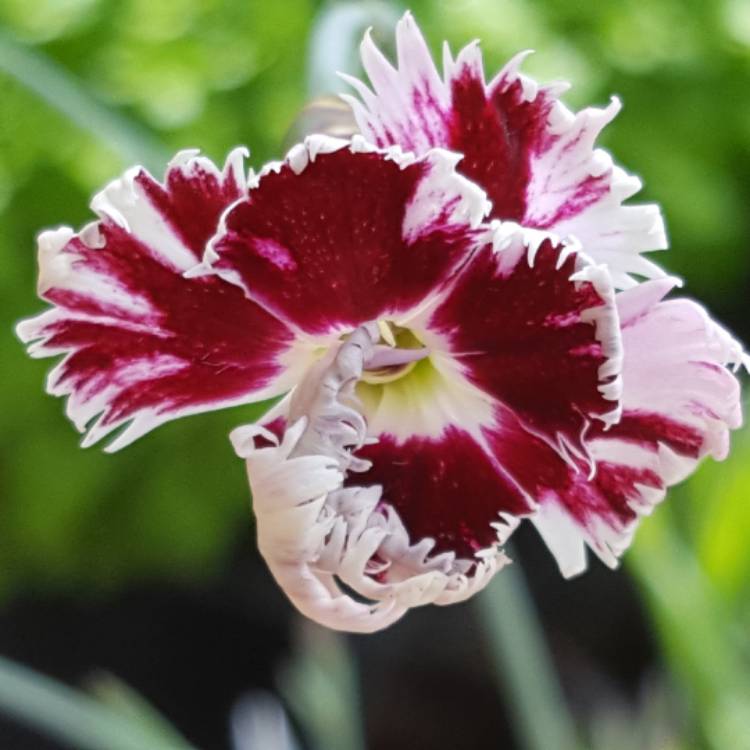 plant image 431646