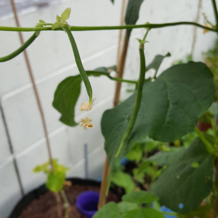 Plant image Phaseolus vulgaris 'Kentucky Wonder'