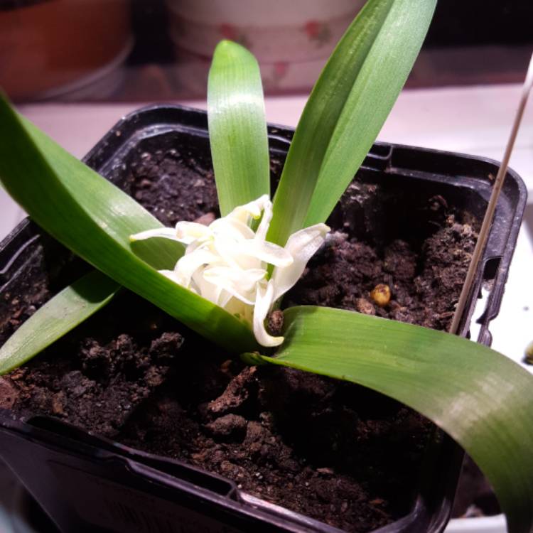 Plant image Hyacinthus orientalis 'City of Haarlem'