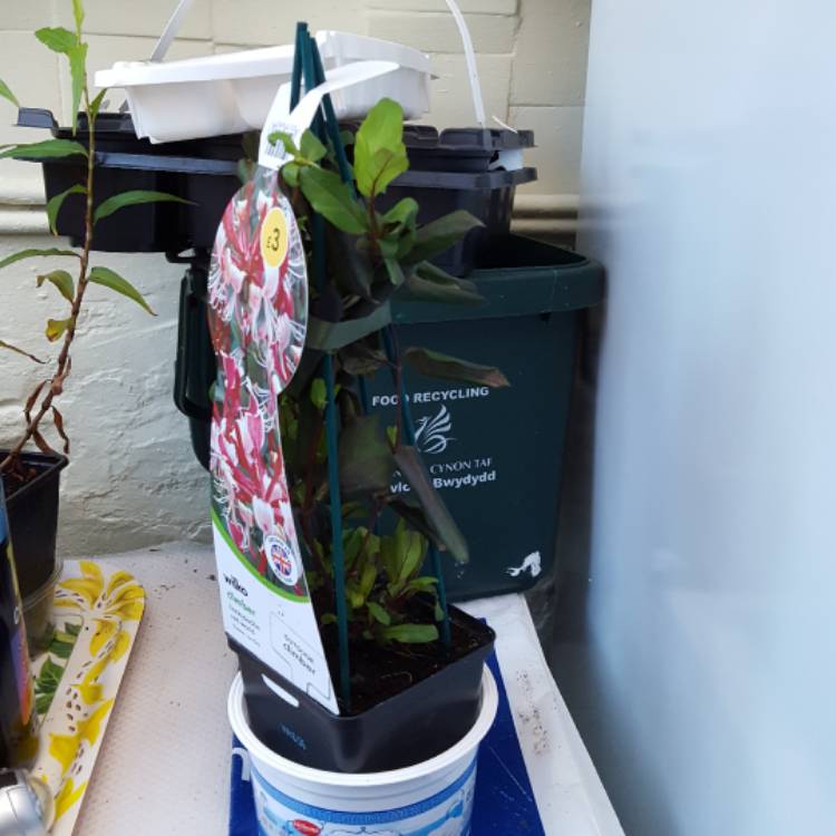 plant image 617522