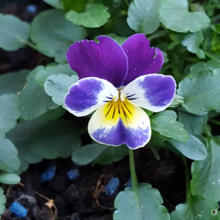 plant image 619265