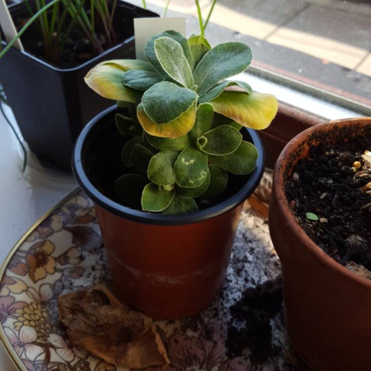 plant image 621198