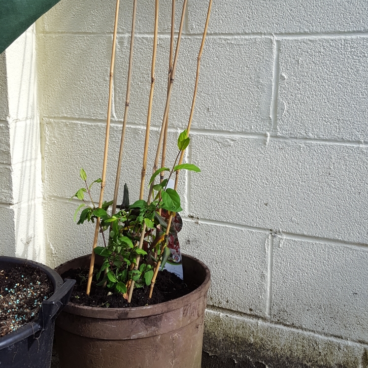plant image 640355