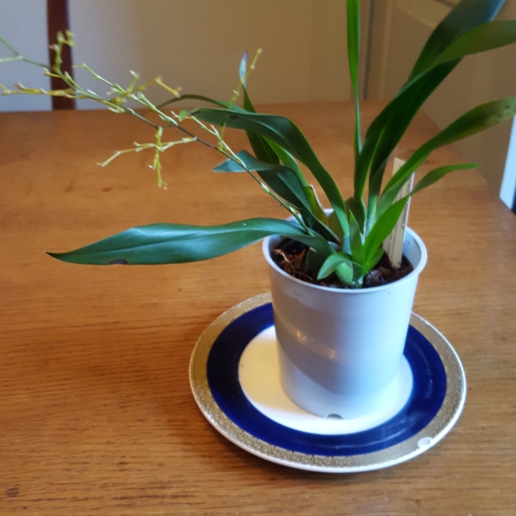 plant image 646516 plant image 646516