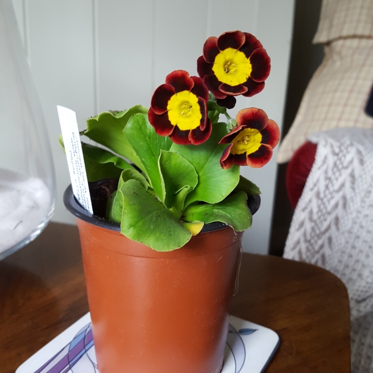 plant image 657739