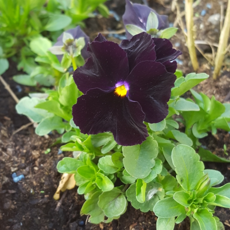Plant image Viola x wittrockiana  'Black Moon'
