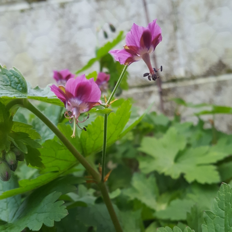 plant image 675132 plant image 675132