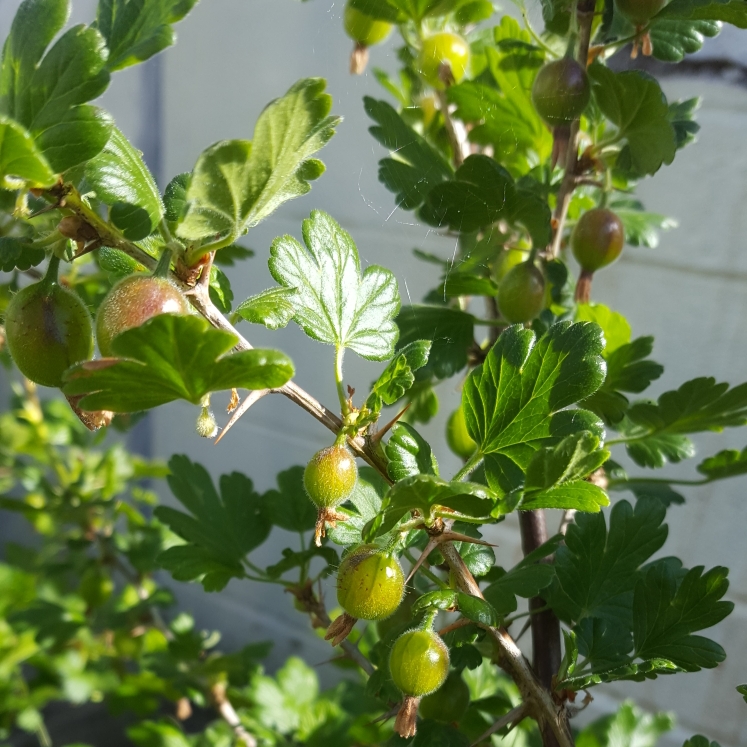 plant image 695306