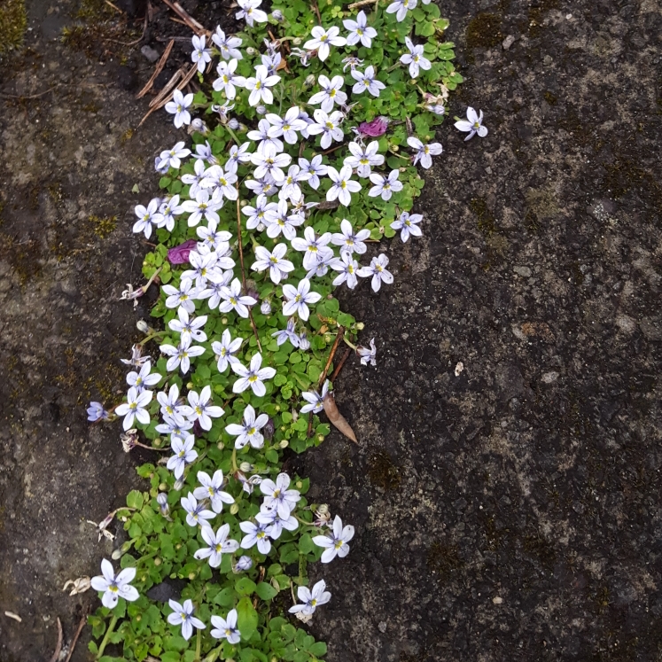 plant image 720987 plant image 720987