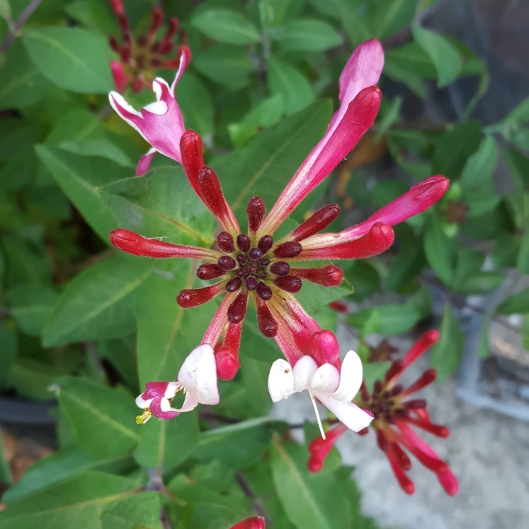 Plant image Lonicera periclymenum